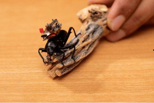 甲虫怎么变成人了视频,揭秘昆虫化人神秘之旅