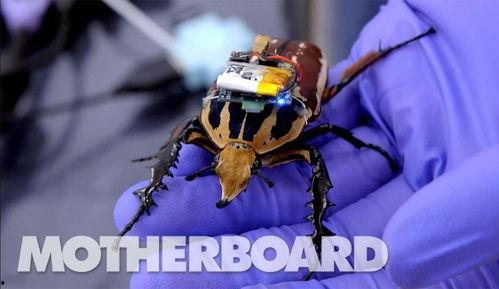 甲虫怎么变成人了视频,揭秘昆虫化人神秘之旅