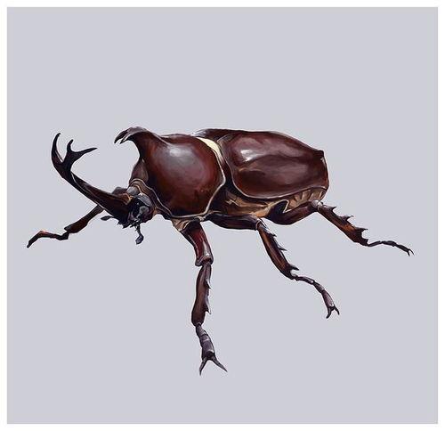 甲虫怎么变成人了视频,揭秘昆虫化人神秘之旅