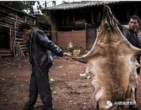 狼扮成人偷鸡视频,深夜潜入农家偷鸡，监控视频曝光惊人一幕