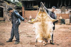 狼扮成人偷鸡视频,深夜潜入农家偷鸡，监控视频曝光惊人一幕