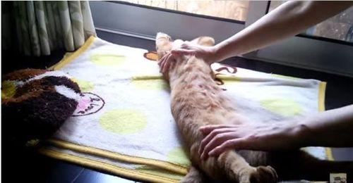 成人肚子调理视频大全,轻松告别腹部赘肉