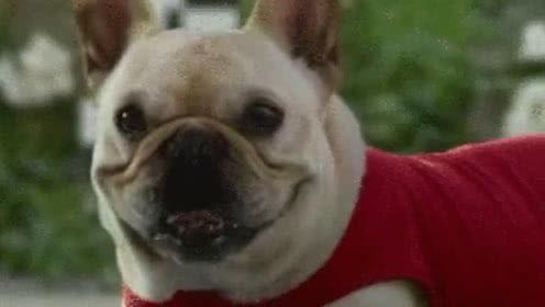 猪猪变成人的短视频,奇幻之旅的奇妙启程