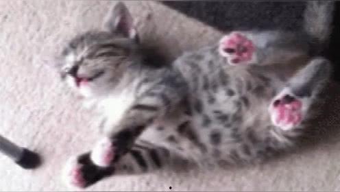 猪猪变成人的短视频,奇幻之旅的奇妙启程