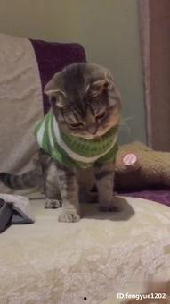 成人园肩毛衣教程视频,成人园肩毛衣编织教程详解