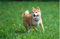 奶狗喝成人奶粉好吗视频,揭秘幼犬饮食新趋势