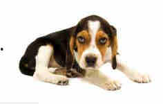 奶狗喝成人奶粉好吗视频,揭秘幼犬饮食新趋势