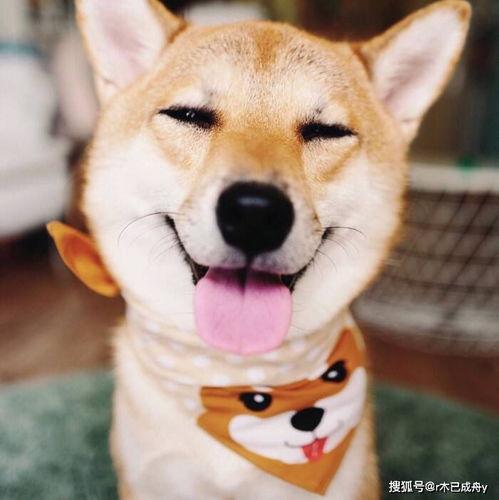 奶狗喝成人奶粉好吗视频,揭秘幼犬饮食新趋势