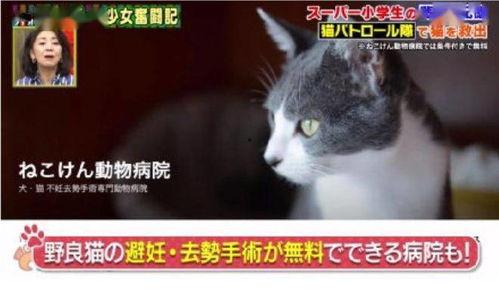 成人免费视频猫咪网站,带你走进神秘世界