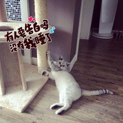 成人免费视频猫咪网站,带你走进神秘世界