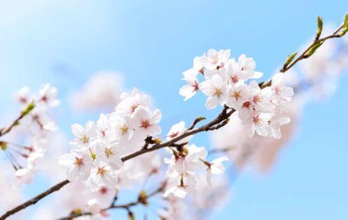 樱花视频成人免费网站,揭秘背后真相与风险