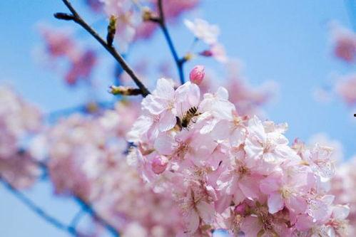 樱花视频成人免费网站,揭秘背后真相与风险