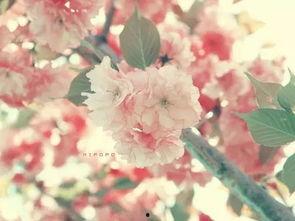 樱花视频成人免费网站,揭秘背后真相与风险