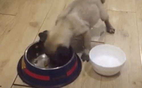 成人吃饭噎死视频真实,一幕成人吃饭噎死悲剧瞬间 第2张 成人吃饭噎死视频真实,一幕成人吃饭噎死悲剧瞬间 第2张