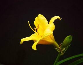 萱草花成人舞视频,成人舞韵展现青春风采  第2张