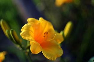 萱草花成人舞视频,成人舞韵展现青春风采  第3张