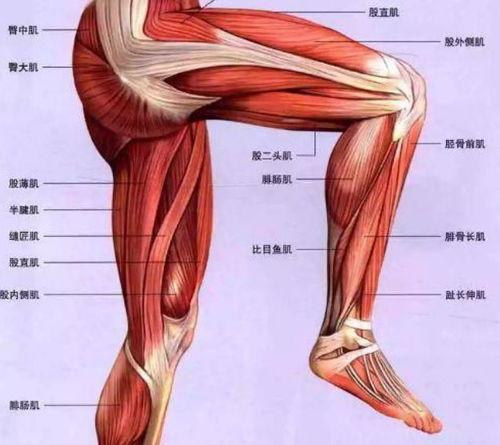 成人舌肌训练视频教学  第1张
