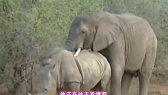 大象传媒成人短视频观看,揭秘成人短视频观看背后的现象与趋势